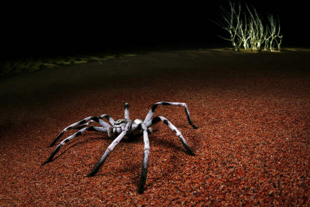 Huntsman spider