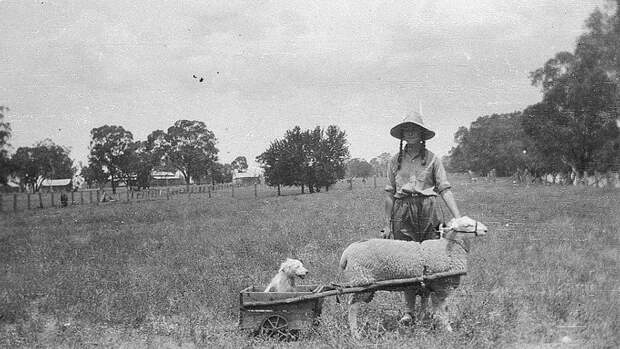 Австралийцы и их домашние животные в начале ХХ века австралия, животные, животный мир Австралии, забавно, история, необычно, слон за чаем, старые фотографии