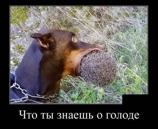 Замечательные демотиваторы на выходные (11 фото) Замечательные демотиваторы на выходные (11 фото)