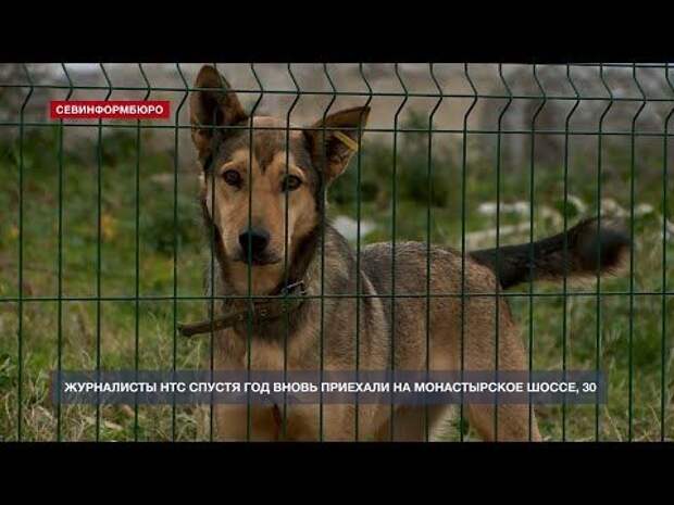 Собачий концлагерь в Севастополе год спустя: что изменилось и чего ждут волонтёры