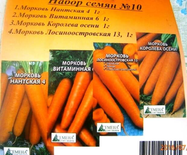 сорта моркови под зиму