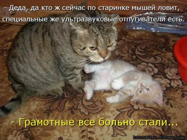 Забавные котоматрицы