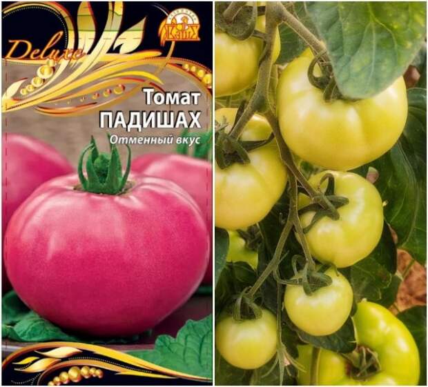 томат падишах