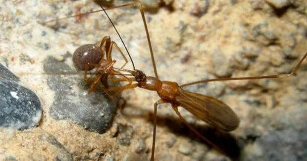 Phasmatocoris labyrinthicus – подземный жук, единственное животное в списке с более-менее приличным зрением. Последнее требуется, чтобы выбираться из пещеры и лететь к другой в поисках полового партнёра.
