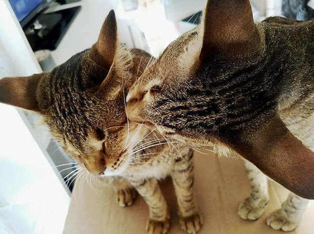 Три слепых кота доброта, кот, слепой, три слепых кота
