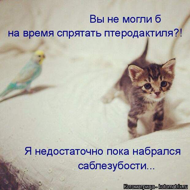 Котоматрица: Вы не могли б  на время спрятать птеродактиля?! Я недостаточно пока набрался саблезубости...