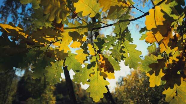 Осень на Алтае / Фото: amic.ru   