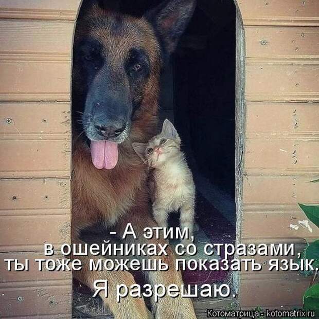 Лучшие котоматрицы недели (50 фото)