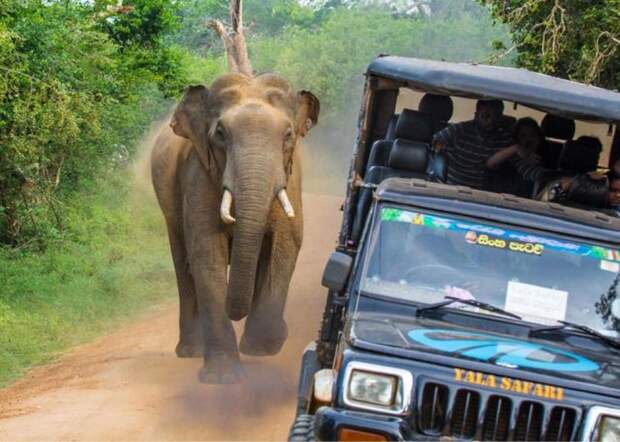 В Шри-Ланке слон решил поучаствовать в сафари