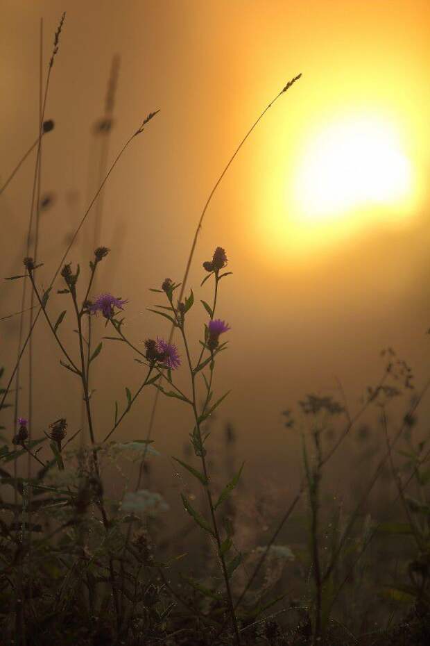животные, природа, путешествия, Украина