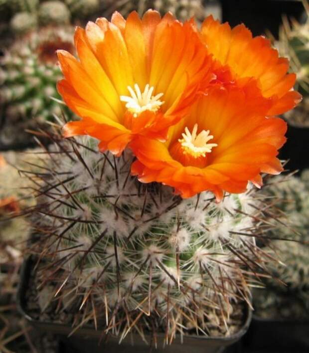 Пародия Фауста