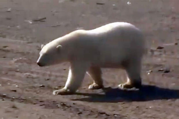 Стоимость шкуры белого медведя на черном рынке снизилась в три раза