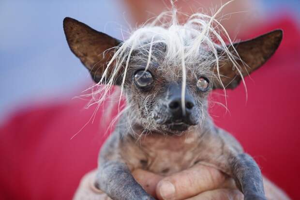 samaya urodlivaya sobaka v mire 1 Самая уродливая собака в мире 2014 года