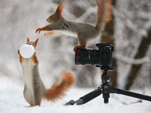 Фотосессия для белок Фотосессия для белок