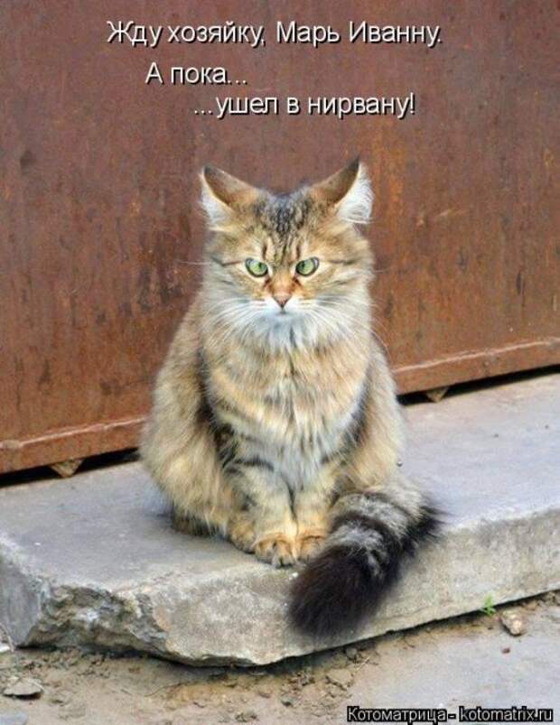 Свежая котоматрица для всех (16 фото)