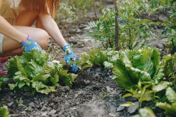 Пять «дедовских» методов, которые реклама вытеснила, но не победила
