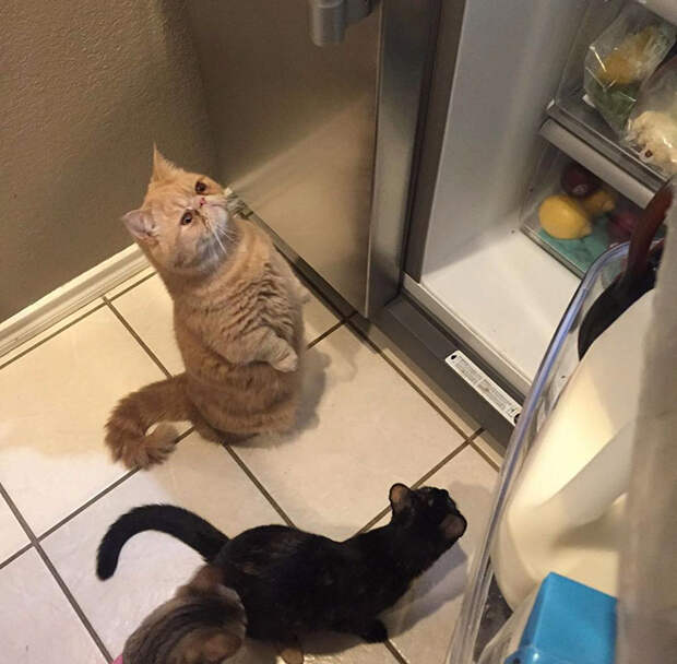 cat-standing-on-2-legs-george-3
