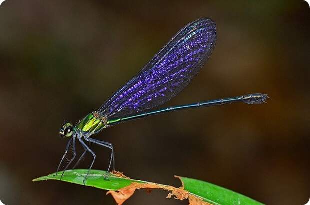 Равнокрылая стрекоза Vestalis amethystina