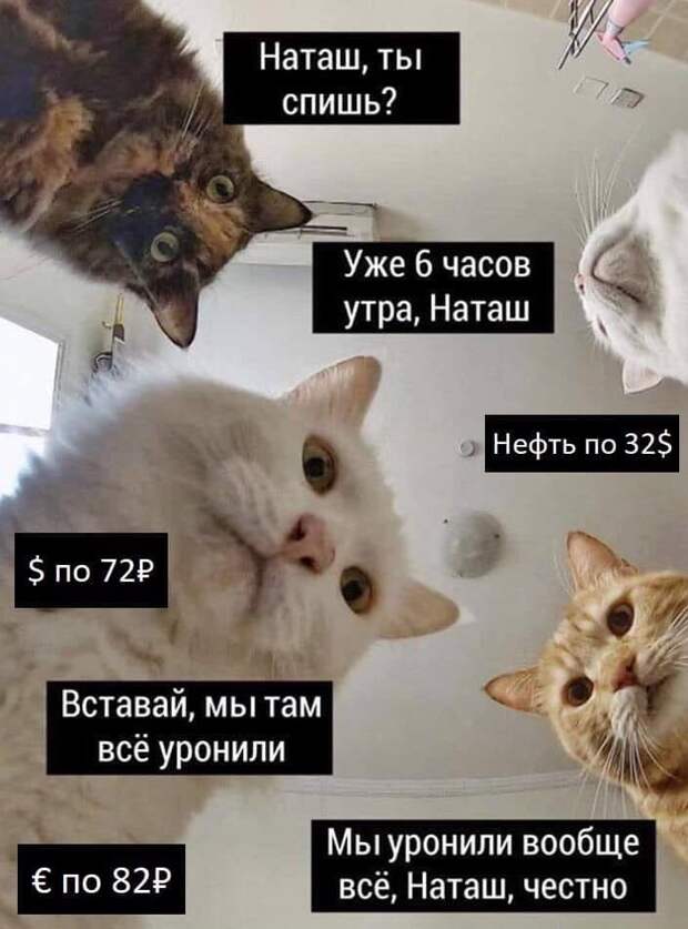 «Наташ, вставай, мы всё уронили»: откуда взялись мемы про Наташу и котов, которые теперь буквально везде