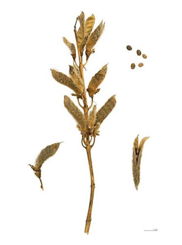 Плоды и семена Lupinus polyphyllus