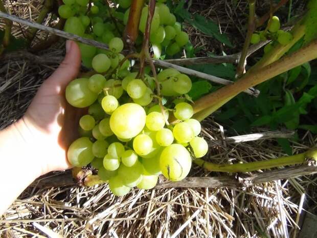 Органическое земледелие, пермакультура: виноград в соломе