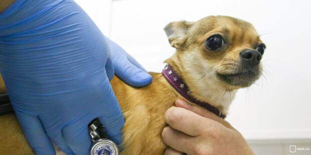 В Куркине откроются пункты вакцинации животных