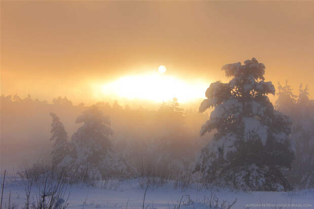 Misty sunrise in winter forest