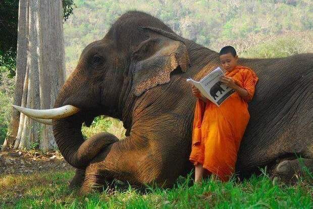 Когда купил слона и читаешь инструкцию по применению настроение, подборка, это интересно