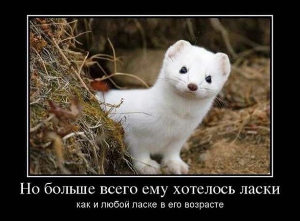 Забавные демотиваторы недели