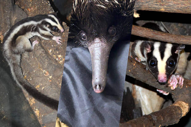 В Московском зоопарке появились полосатый кускус и две ехидны