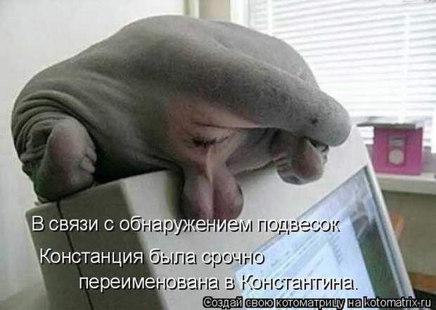 Лучшие котоматрицы недели (50 фото)