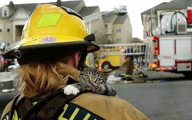 Подборка спасенных котов. Очень трогательные фото!