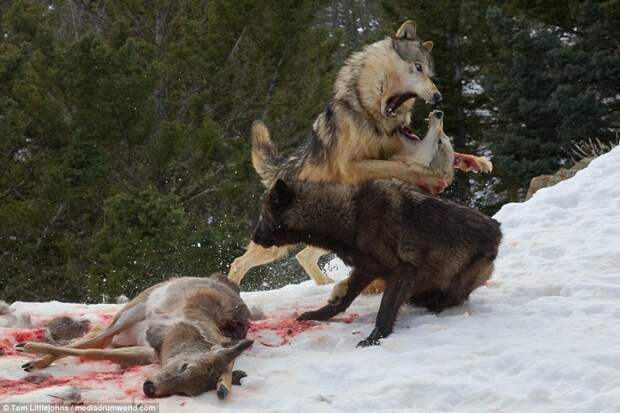 Медведь вступил в кровавую схватку со стаей волков ради туши оленя волк, животные, медведь, схватка
