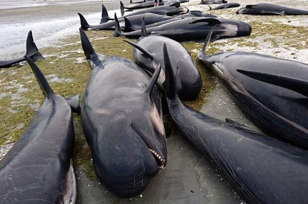В Новой Зеландии на берег выбросились более 400 дельфинов