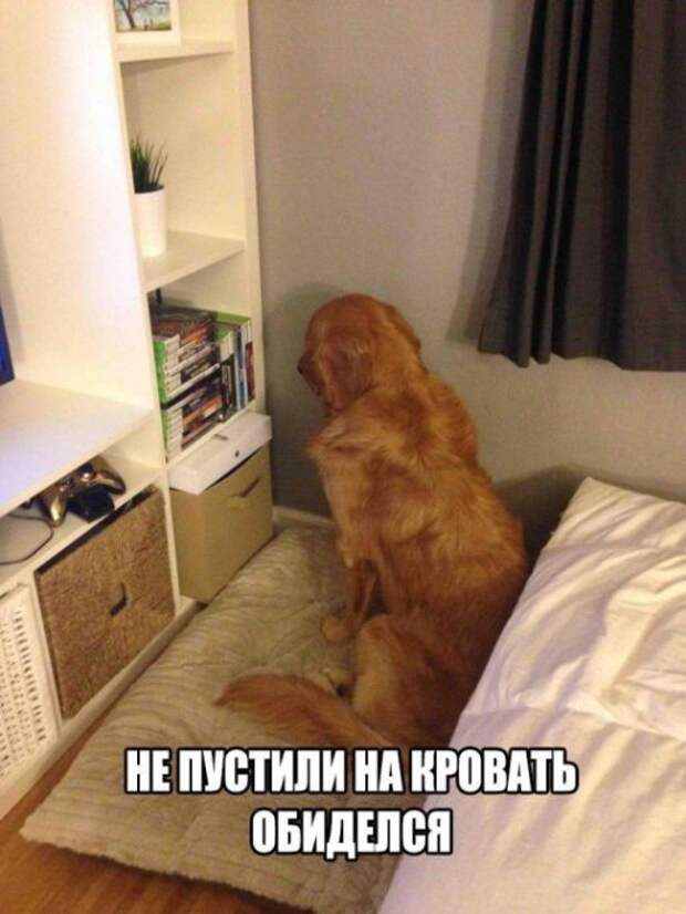 Паранормальных пикч
