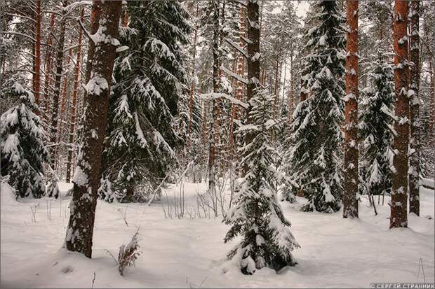 Фото Гжель Сосновый бор зимой