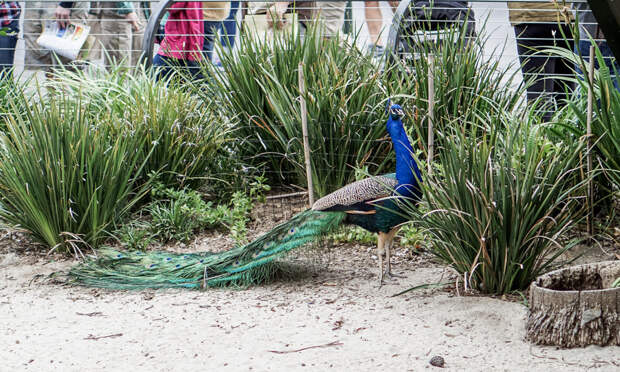 San Diego Zoo Spring 2016-4.jpg