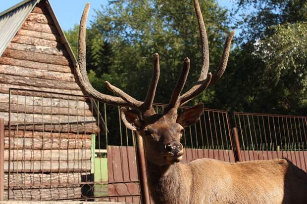 Для Большереченского зоопарка заказали скульптуру оленя