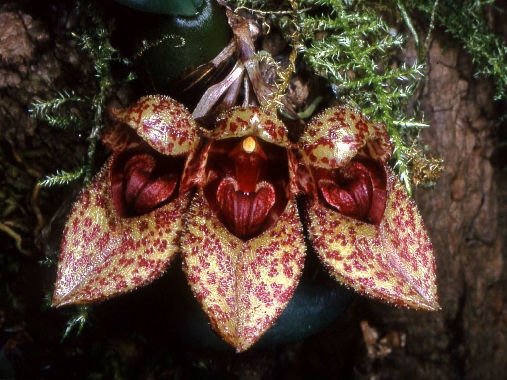 Бульбофиллюм фрости (лат. Bulbophyllum frostii) Бульбофиллюм фрости (лат. Bulbophyllum frostii)