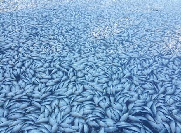 Тысячи мертвых рыб заполонили водоканал в Нью-Йорке