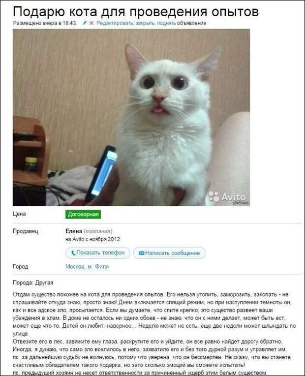 Смешные объявления о продаже кошек на авито