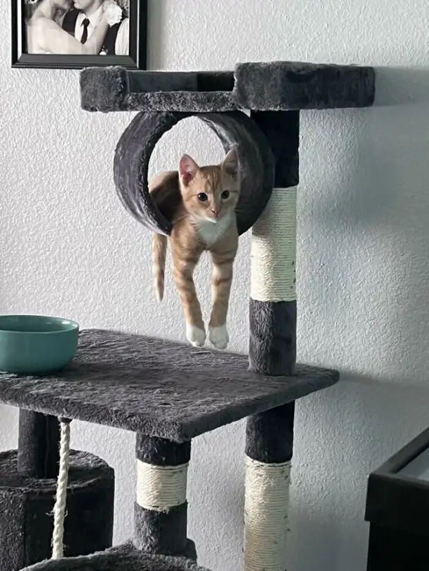 Рыжики - Жизнь - театр - Медиаплатформа МирТесен