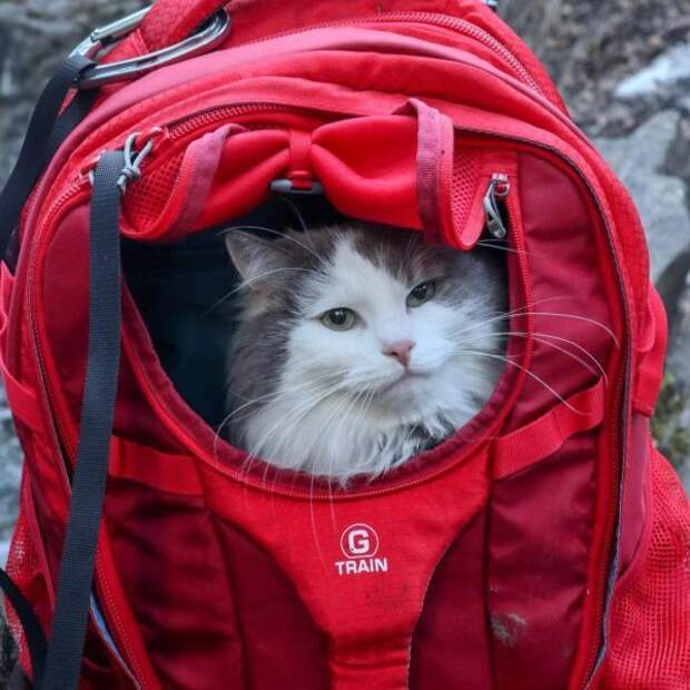 Кот из Канады путешествует по горам и ведет себе Инстаграм