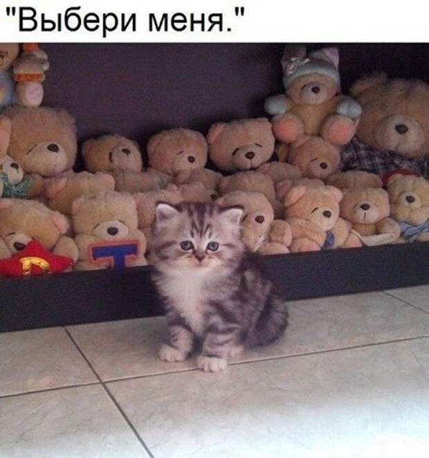 Смешные картинки и фотографии с надписями со смыслом (10 фото)
