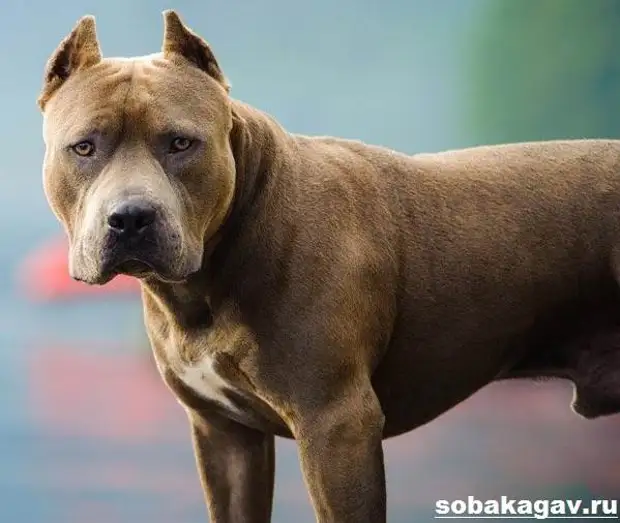 Стаффордширский бультерьер собака. Описание, уход и цена породы