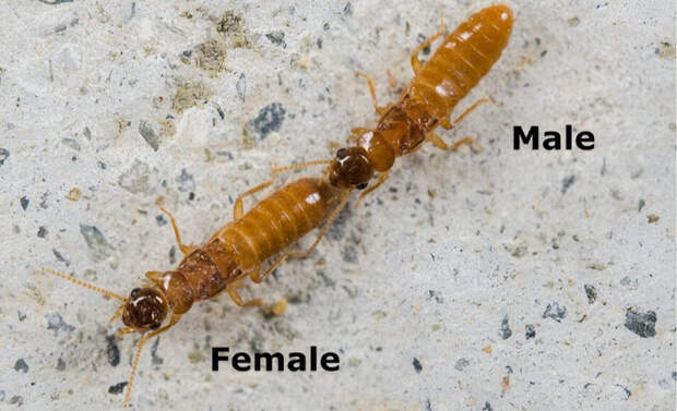 Рис. 2. Тандем современных термитов Coptotermes formosanus