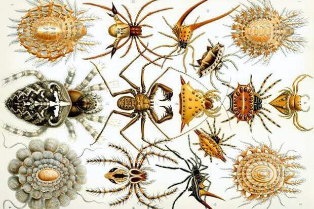 Интересные факты о паукообразных. Класс Паукообразные: 10 интересных фактов