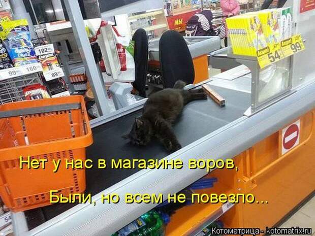 Лучшие котоматрицы недели (50 фото)