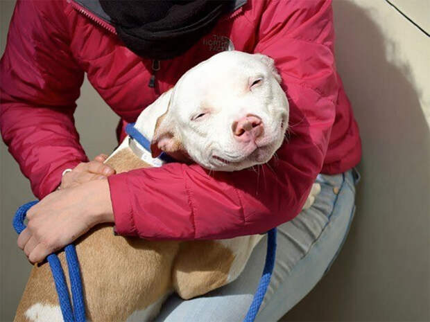 adopted-dogs-first-day-home-50-579764b044a70__700