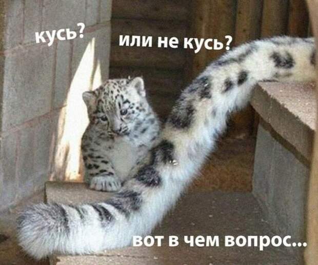 Смешные до слез мемы и картинки